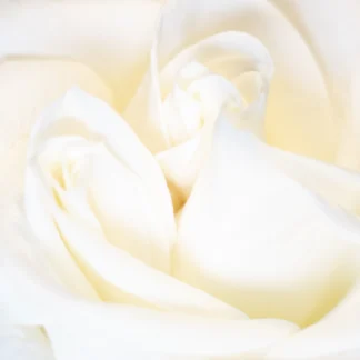 Whipped Cream by Leslie Landerkin