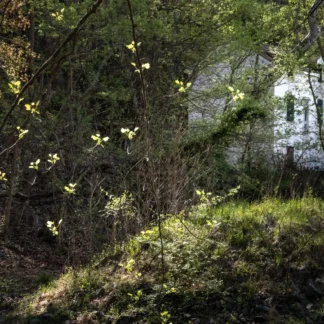 Early Spring at the Pump House by Leslie Landerkin