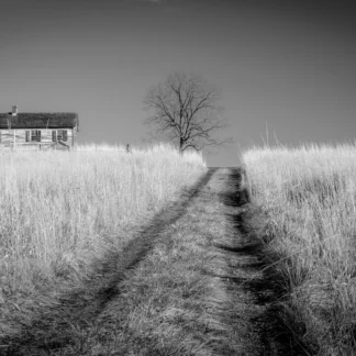 Winter Sunshine on the Grasses by Leslie Landerkin