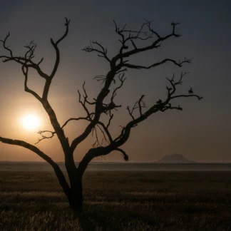 Still Life at Sunrise by Eva Lanyi