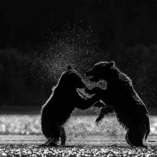 Making a Splash by Eva Lanyi