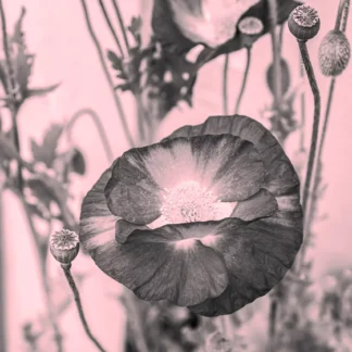 Last of the Poppies by Suzanne McIntire
