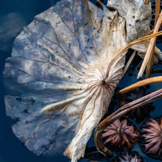 Offseason Lotus by Julie Miller