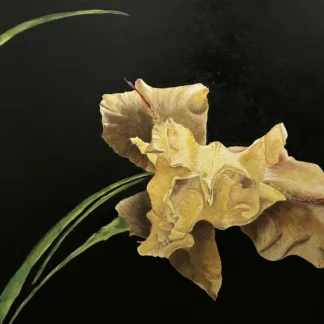 Butterscotch by Bridget Murphy