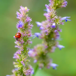 Lucky Day! by Christina Murray