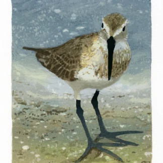 Sandpiper by Nancy McIntyre