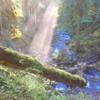 Fallen Tree by Christopher Pace