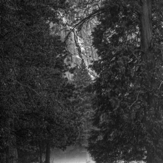 Into the Mist by James Parson