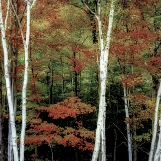 Leaf Peepers Delight by William Patton