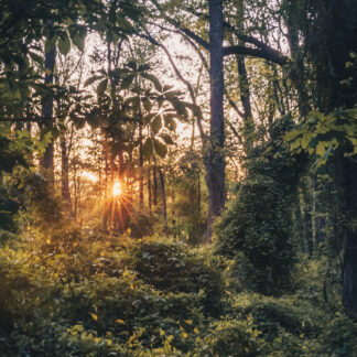 Path of Becoming by Elora Vale