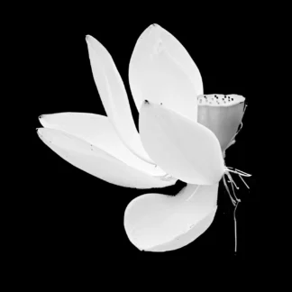 Flower in B&W by Robert Friedman