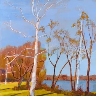 Lone Birch by Jay Ryan