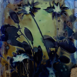 Black Eyed Susans #1 by Samantha Shelton