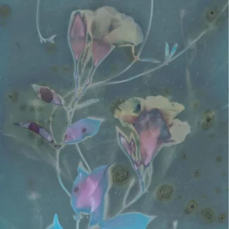 Morning Glories by Samantha Shelton