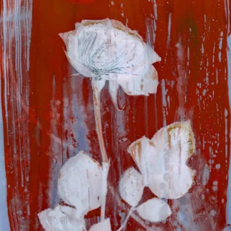 Rose #5 by Samantha Shelton