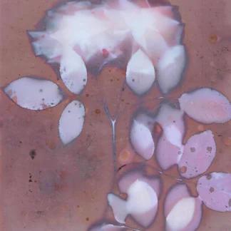 Rose #9 by Samantha Shelton