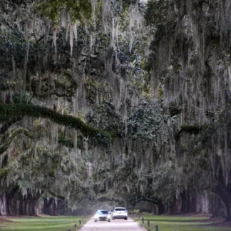 The Crossing, Boone Hall Plantation, SC by Susanna Soh