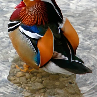 Mandarin Duck by John Stier
