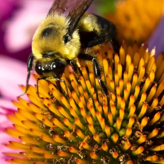 Busy Bee by John Stier