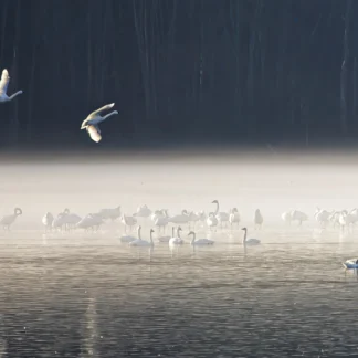 Snow Geese and Fog by John Stier