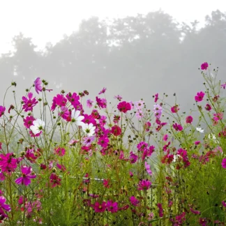 Cosmos and Fog by John Stier