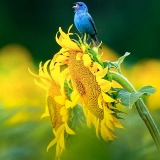 Sunflower Perch by Kathrin Swoboda