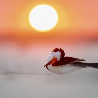 Black Skimmer at Sunrise by Kathrin Swoboda