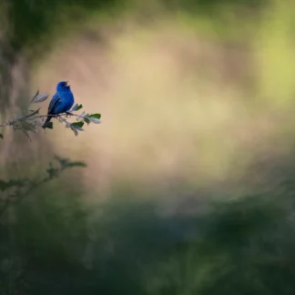 Spring Scout by Kathrin Swoboda