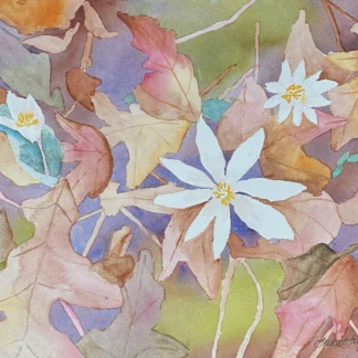 Bloodroot by Frances Taylor