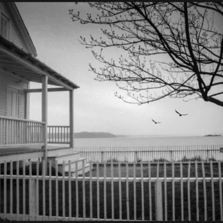 Two Birds by Jo Ann Tooley
