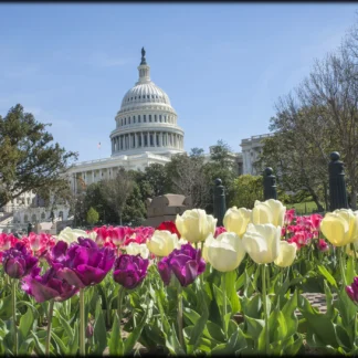 Tulips at the Capitol by Jo Ann Tooley
