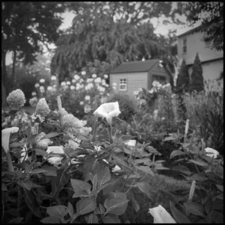 Audrey's Garden by Jo Ann Tooley