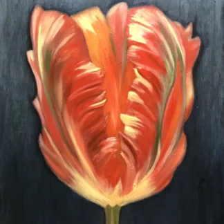 Tulip in black background by Ito Briones