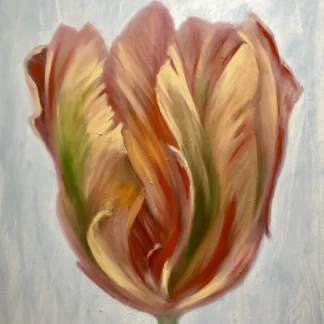 Tulip in white background by Ito Briones