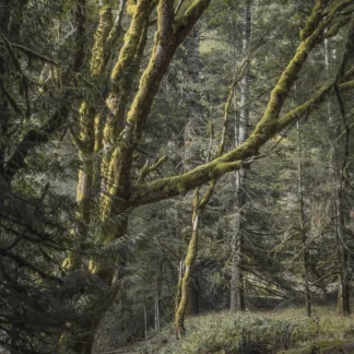 The Mosskeeper's Trail by Elora Vale