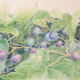 Porcelain berries - invasive but beautiful by Heidi Vatanka