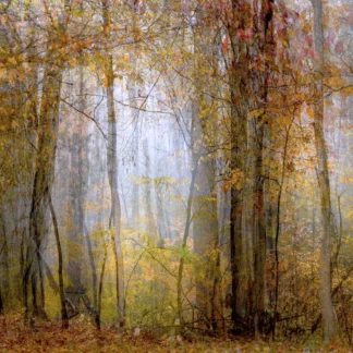 Fragrance in Autumn #1 by Hae Soon Wethington