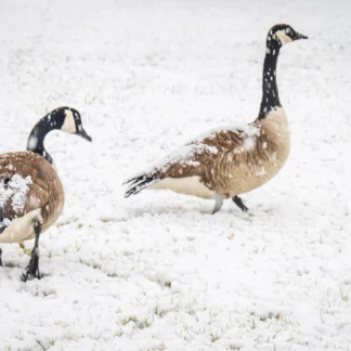 Walking in the Winter Wonderland #1 by Hae Soon Wethington