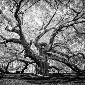ANGEL OAK 3 by Hae Soon Wethington