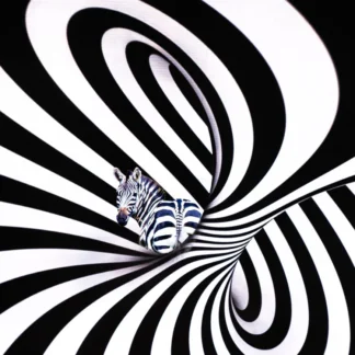 Zebra Stripes by Willa Friedman