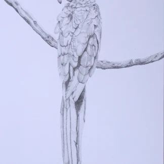 Monochrome Macaw by Brielle Wilson